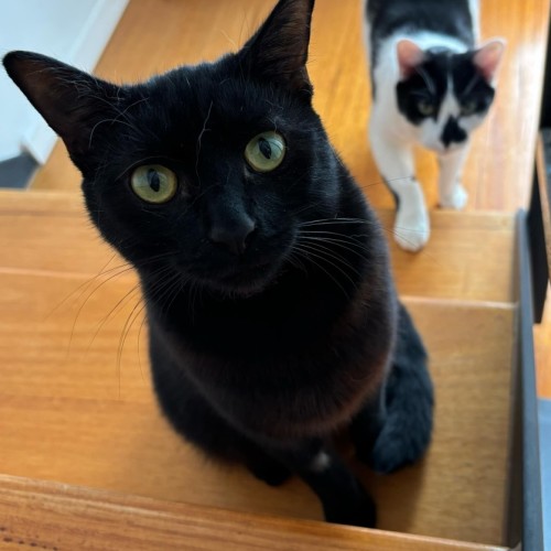 ⭐️Puma! 🐈‍⬛