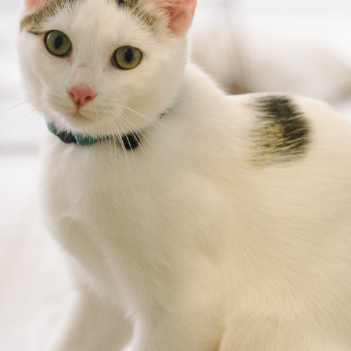 Lulu