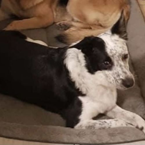 Koda