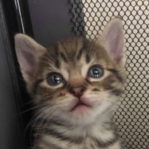 Peanut