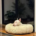 Photo of Porkchop