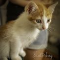 Photo of Mintie ~ 8 W/O Female Kitten (On Trial 6/2/21)