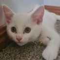 Photo of Opal