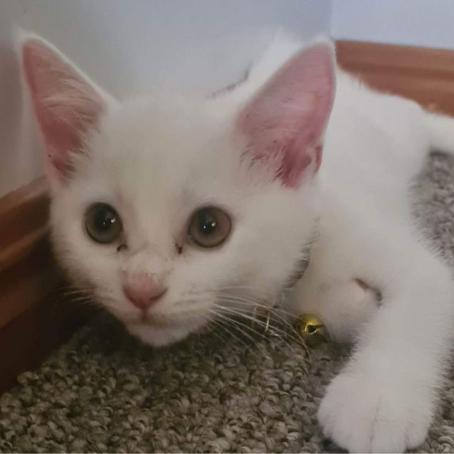 Photo of Opal
