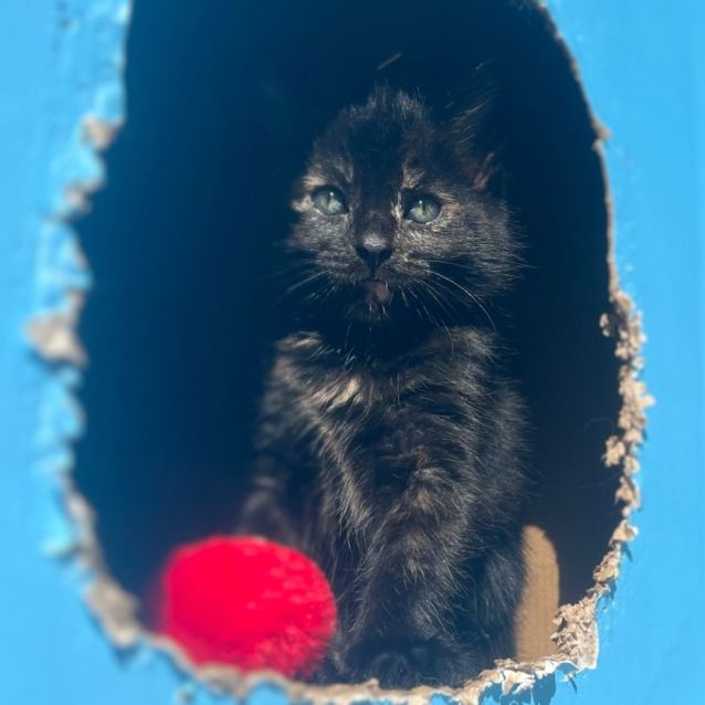 Photo of 💕 Lentil 💕