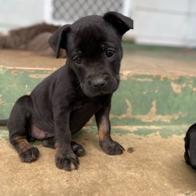 Bonny Medium Female Staffy x Australian Bulldog x Bull Arab Mix