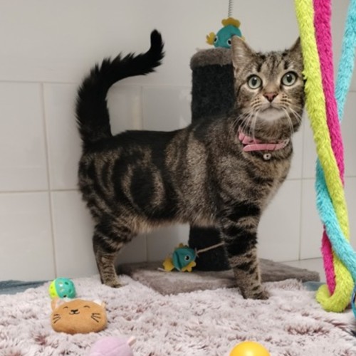 Lucy *9 Lives Project Rescue*