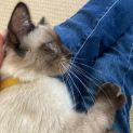 Photo of Jack (Kitten)