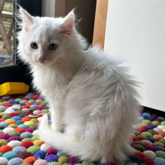Photo of Bobbles **2nd Chance Cat Rescue**