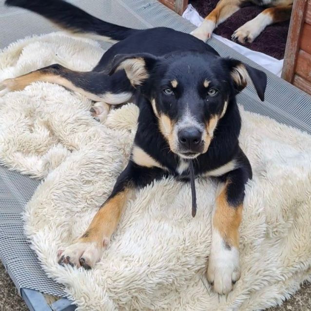 Photo of Molly