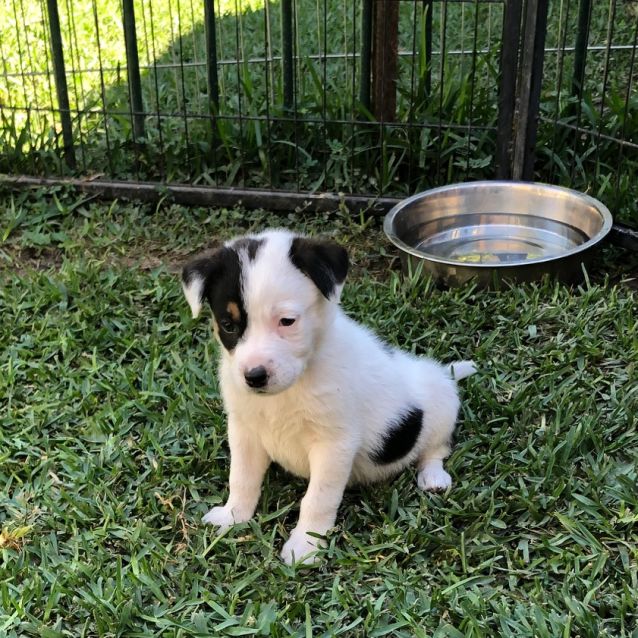 Photo of Ginger