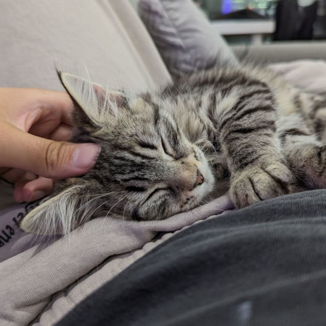 Photo of Olivia ^^Dandy Cast Rescue^^