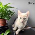 Photo of Dario