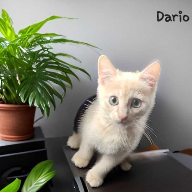 Photo of Dario
