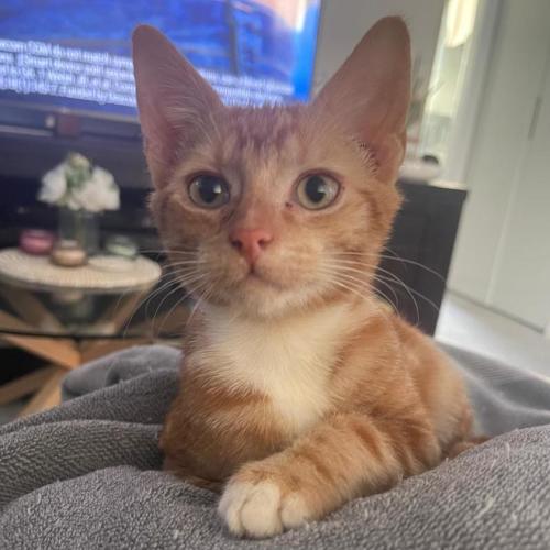 Gio
