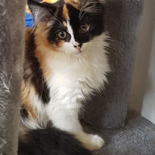 Photo of Zena   Perfect Balanced Kitten!