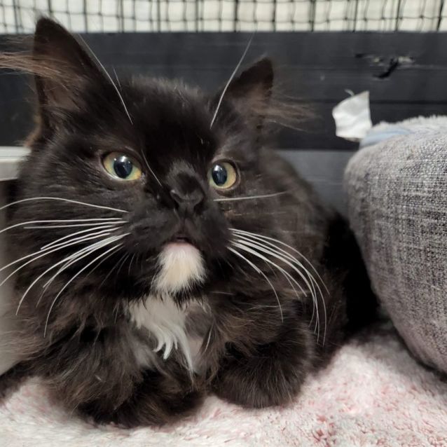 Photo of Shadow