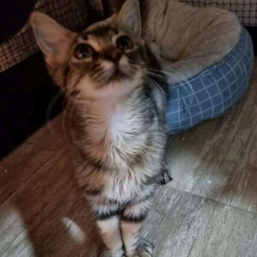 Mew 