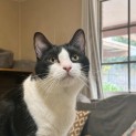 Photo of Springdale  **2nd Chance Cat Rescue**