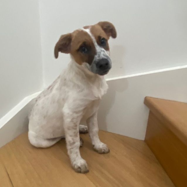 Photo of Charlie