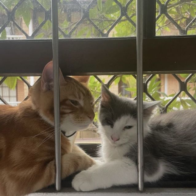 Photo of Captain Jack Sparrow