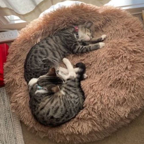 Frankie **2nd Chance Cat Rescue**