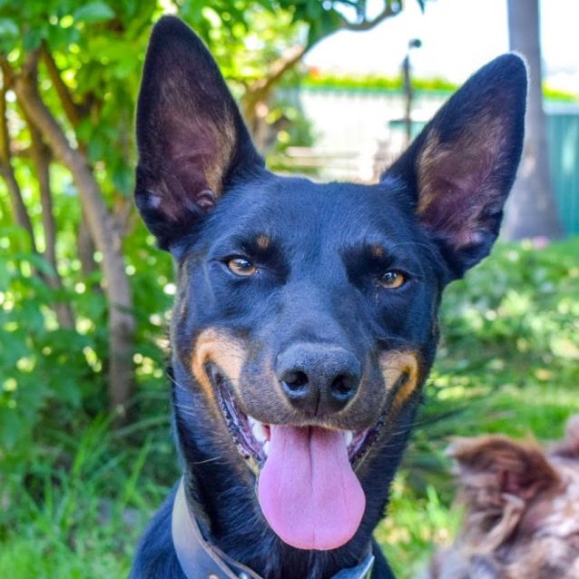 Photo of Max ~ 1.5yr Old Kelpie (On Trial 7/4/21)