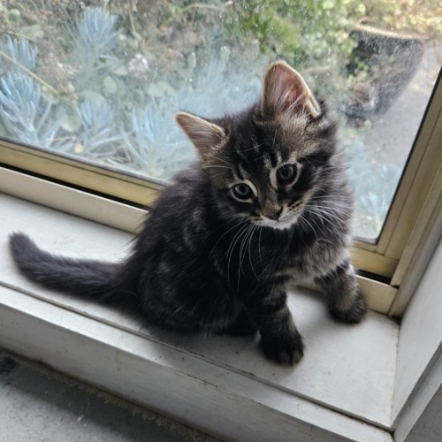 Chica **2nd Chance Cat Rescue**