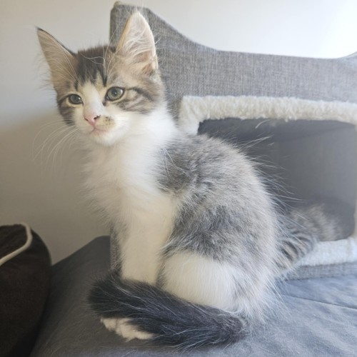 Femi **2nd Chance Cat Rescue**