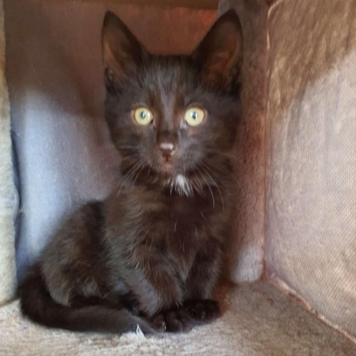 Quill **2nd Chance Cat Rescue**