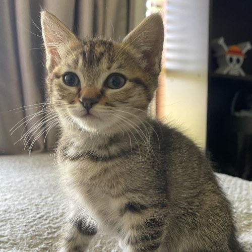 Katara **2nd Chance Cat Rescue**