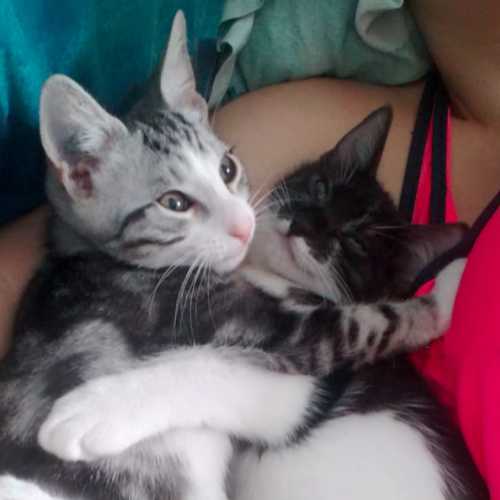 Fred & Louis ^^Dandy Cat Rescue^^