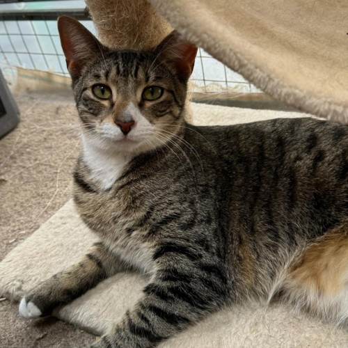 Larry **2nd Chance Cat Rescue**