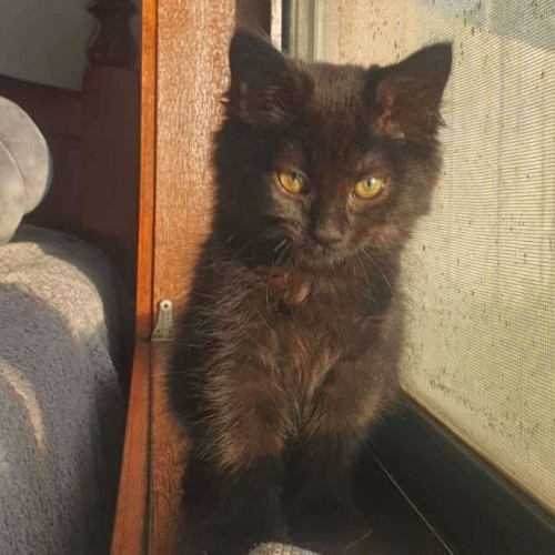 Nova Labonno**2nd Chance Cat Rescue**