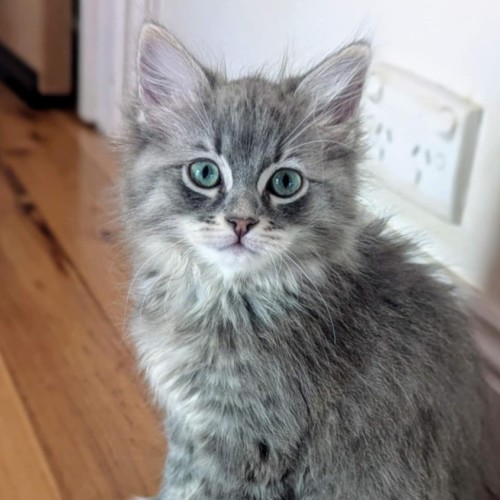 Stella **2nd Chance Cat Rescue**