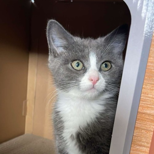 Ash **2nd Chance Cat Rescue**