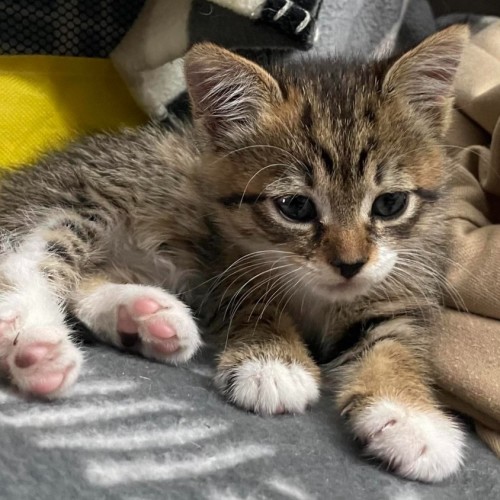 Zira **2nd Chance Cat Rescue**