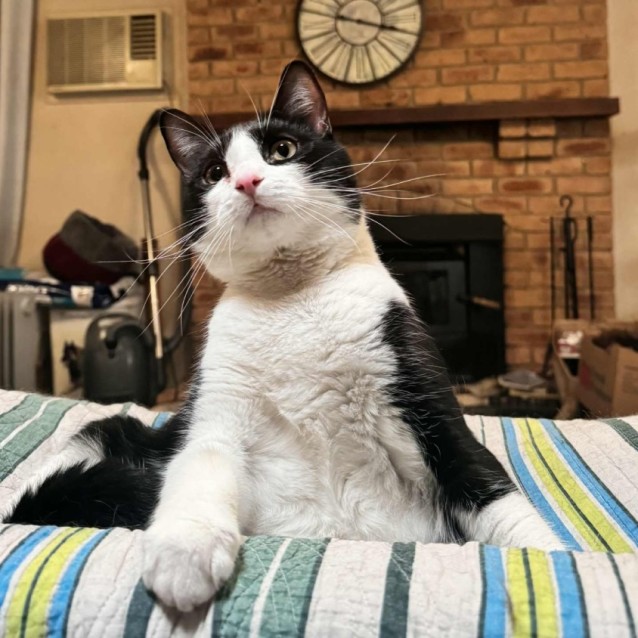Photo of Springdale  **2nd Chance Cat Rescue**