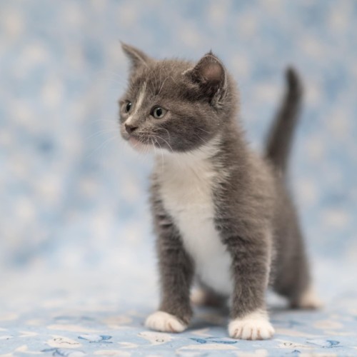 Phillipa Lepley ** 2nd Chance Cat Rescue **