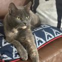 Photo of Blue