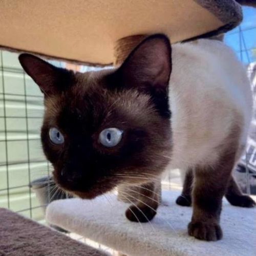 Balou ~ 2 y/o Siamese x