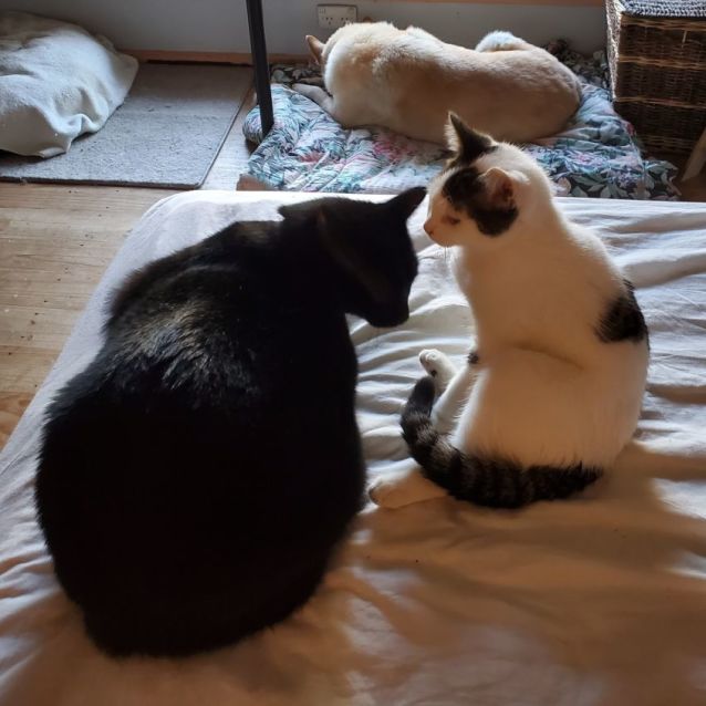 Photo of Rice Pudding. Loves Dog, Cats, Kids!