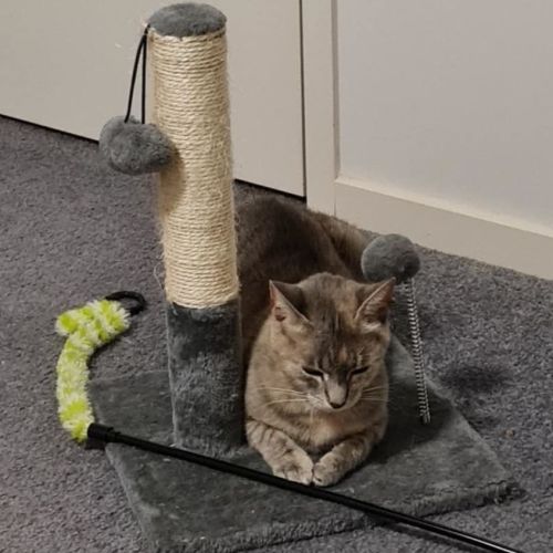 Lexus (Lexi)