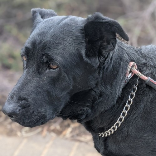 🧚‍♀️ Pixie 6084 🧚‍♀️