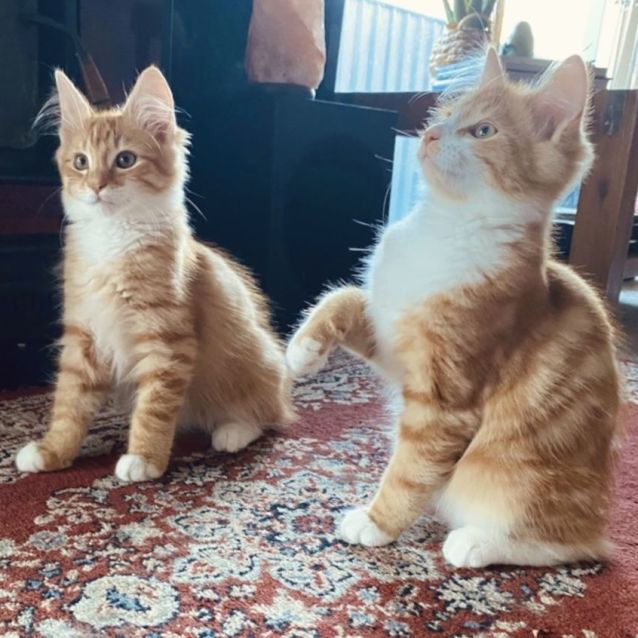 Photo of Paris And Tiger