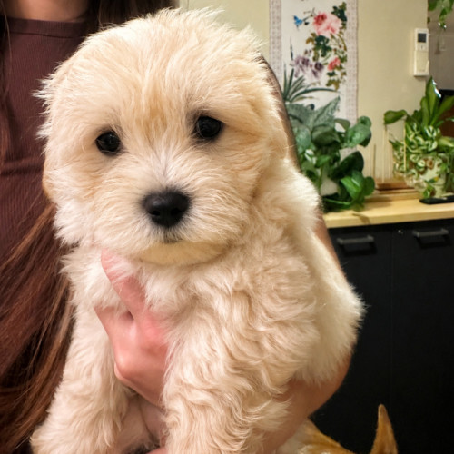 Teddy