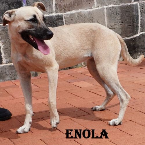 Enola