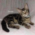 Photo of Jasper