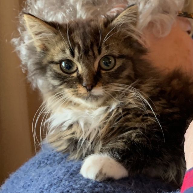 Photo of Aslan   Located In Eltham