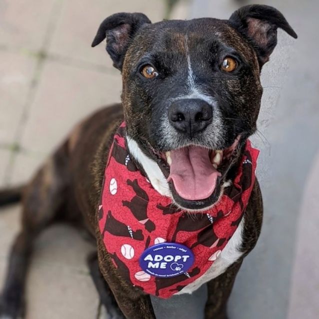 Maverick - Medium Male Staffordshire Bull Terrier Dog in QLD - PetRescue Maverick - Medium Male Staffordshire Bull Terrier Dog in QLD - PetRescue